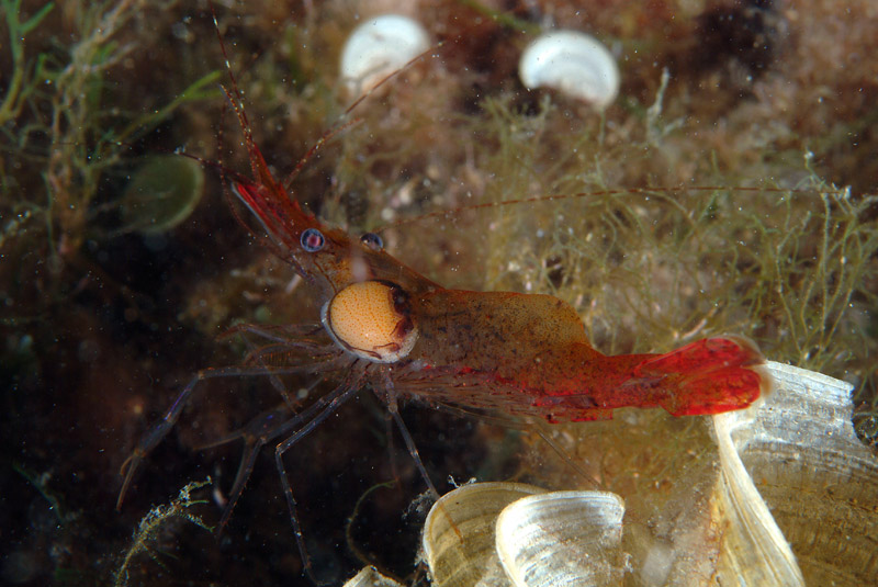 Palaemon xiphias  con parassita Bopyrus sp.